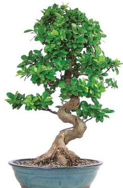Yaklak 70 cm yksekliinde ithal bonsai  Ankaraya iek yolla 