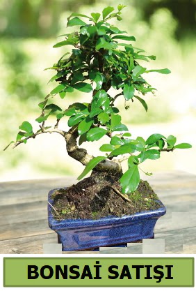 am bonsai japon aac sat  Ankara iek , ieki , iekilik 