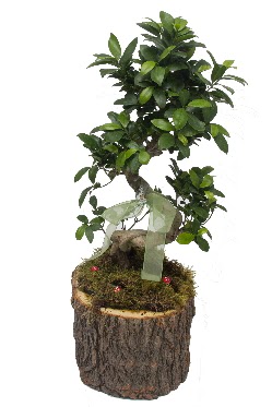 Do�al k�t�kte bonsai saks� bitkisi  Ankarada �i�ek g�nderme sitemiz g�venlidir 