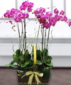 7 dall� mor lila orkide  Ankara �nternetten �i�ek sipari�i 