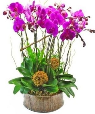 Ahap ktkte lila mor orkide 8 li  Ankara hediye sevgilime hediye iek 