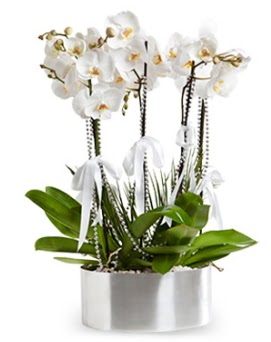 Be dall metal saksda beyaz orkide  Ankara iek gnderme 