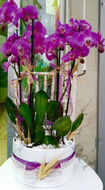 Seramik vazoda 4 dall mor lila orkide  Ankara kaliteli taze ve ucuz iekler 