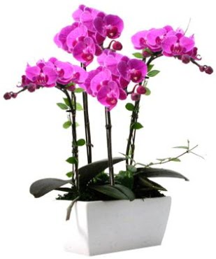 Seramik vazo i�erisinde 4 dall� mor orkide  Ankara �i�ek , �i�ek�i , �i�ek�ilik 