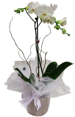 Tek dallı beyaz orkide  Ankara güvenli kaliteli hızlı çiçek  