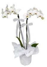 2 dall beyaz orkide  Ankara cicek , cicekci 