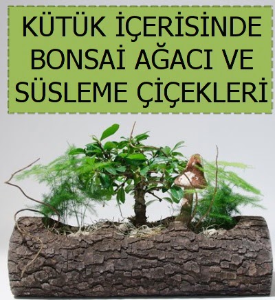 K�t�k i�erisinde bonsai japon a�a� bitkisi  Ankara �i�ek , �i�ek�i , �i�ek�ilik 