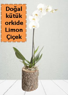 Do�al k�t�kte tek dall� beyaz orkide  Ankaraya �i�ek yolla 