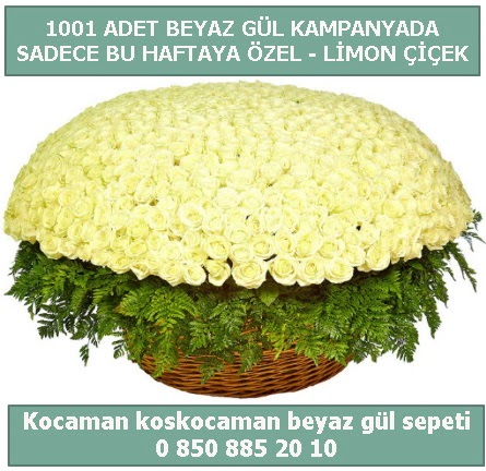 1001 adet beyaz g�l sepeti �zel kampanyada  Ankara �nternetten �i�ek sipari�i 