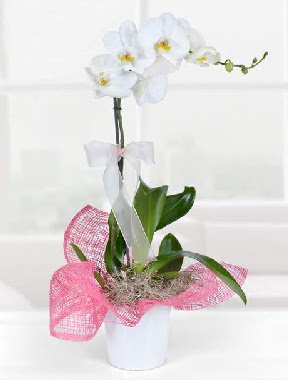 Tek dallı beyaz orkide seramik saksıda  Ankara çiçekçi telefonları  