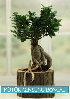 Ktk aa ierisinde ginseng bonsai  Ankara nternetten iek siparii 