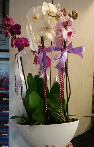 Mor ve beyaz ve pembe 6 dall orkide  Ankara iek sat 