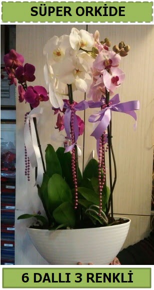 6 dall 3 renk zel vazoda orkide iei  Ankara iek , ieki , iekilik 