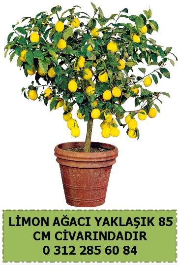 Limon a�ac� bitkisi  Ankara �i�ek , �i�ek�i , �i�ek�ilik 