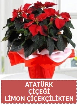 Atat�rk �i�e�i saks� bitkisi  Ankara �i�ek , �i�ek�i , �i�ek�ilik 