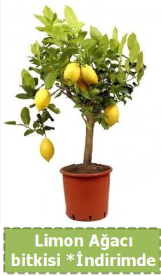 Limon aac bitkisi Ev iin limon bitkisi  Ankara ucuz iek gnder 