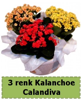 3 renk Kalanchoe Calandiva saks bitkisi  Ankara ieki telefonlar 
