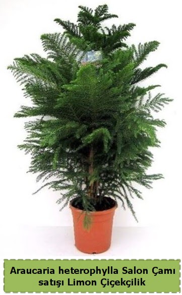 Salon �am� Sat��� Araucaria heterophylla  Ankara �i�ek , �i�ek�i , �i�ek�ilik 