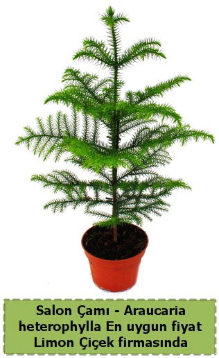 Araucaria heterophylla Salon �am� tek dall�  Ankara �i�ek , �i�ek�i , �i�ek�ilik 