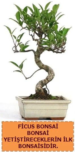 Ficus bonsai 15 ile 25 cm aras�ndad�r  Ankara �i�ek g�nderme 