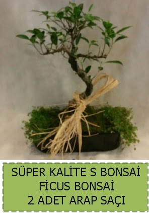 Ficus S Bonsai ve arap sa��  Ankaraya �i�ek yolla 