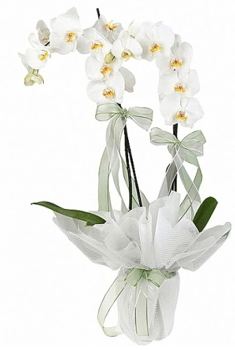 ift Dall Beyaz Orkide  Ankara iek siparii sitesi 