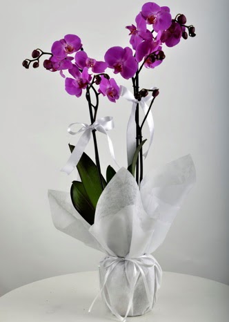 Çift dallı saksıda mor orkide çiçeği  Ankara çiçek mağazası , çiçekçi adresleri 