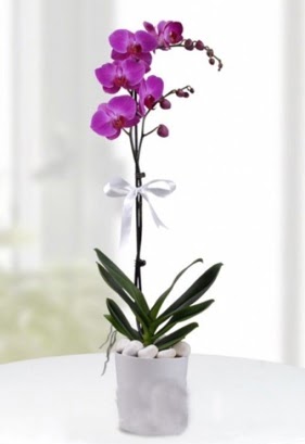 Tek dall saksda mor orkide iei  Ankara iek online iek siparii 