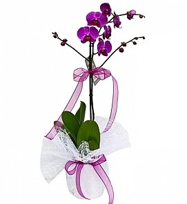 Tek dallı saksıda ithal mor orkide çiçeği  Ankara çiçek online çiçek siparişi  