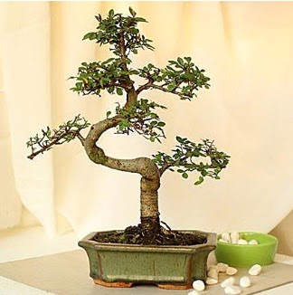Shape S bonsai  Ankarada �i�ek g�nderme sitemiz g�venlidir 