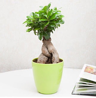 Ficus Ginseng Bonsai  Ankara �i�ek�i ma�azas� 