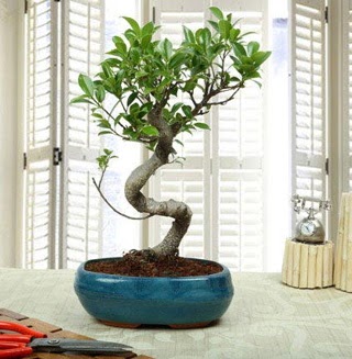 Amazing Bonsai Ficus S �thal  Ankara �i�ek servisi , �i�ek�i adresleri 