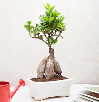 Exotic Ficus Bonsai ginseng  Ankara internetten iek siparii 