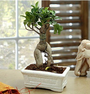Marvellous Bonsai ginseng  Ankara anneler g�n� �i�ek yolla 