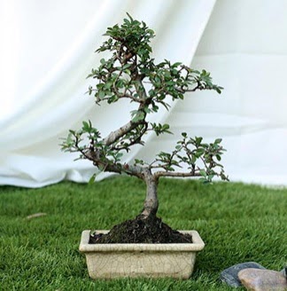 Fashionable Ulmus S Shape Bonsai �thal  Ankara cicekciler , cicek siparisi 