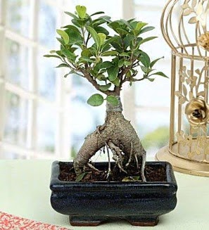 Appealing Ficus Ginseng Bonsai  Ankara iek siparii sitesi 