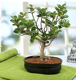 Lovely Ficus Iceland Bonsai  Ankara �i�ek sipari�i sitesi 