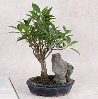 Japon a�ac� Evergreen Ficus Bonsai  Ankara �nternetten �i�ek sipari�i 