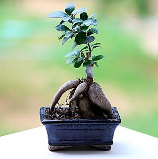 Marvellous Ficus Microcarpa ginseng bonsai  Ankara iek maazas , ieki adresleri 