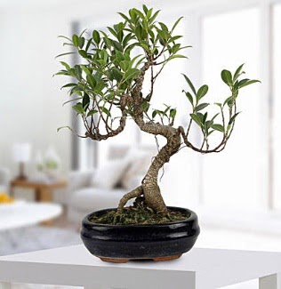 Gorgeous Ficus S shaped japon bonsai  Ankara cicekciler , cicek siparisi 