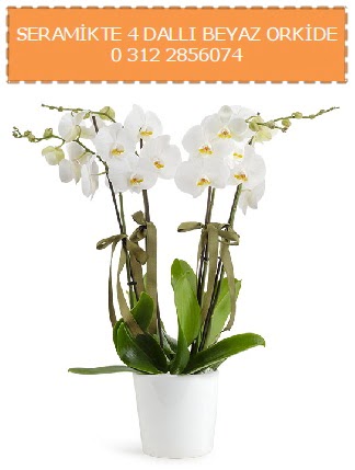 Seramikte 4 dall beyaz orkide  Ankara iek online iek siparii 