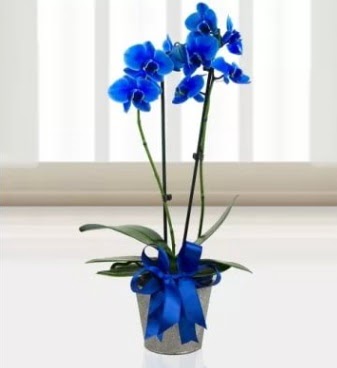 �ift dall� mavi orkide  Ankara �i�ek , �i�ek�i , �i�ek�ilik 