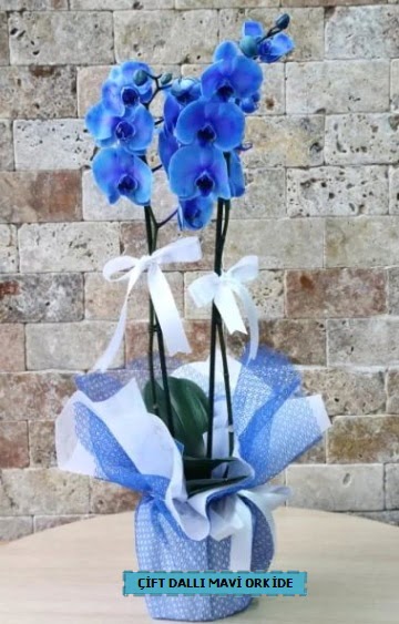 ift dall ithal mavi orkide  Ankara iek gnderme 