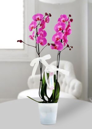 ift dall mor orkide  Ankara iek online iek siparii 