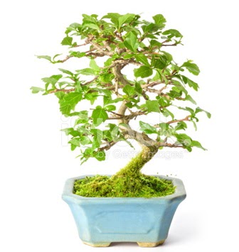 S zerkova bonsai ksa sreliine  Ankarada iek gnderme sitemiz gvenlidir 