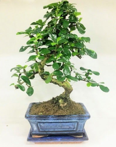 S Bonsai japon a�ac� bitkisi  Ankara online �i�ek�i , �i�ek sipari�i 