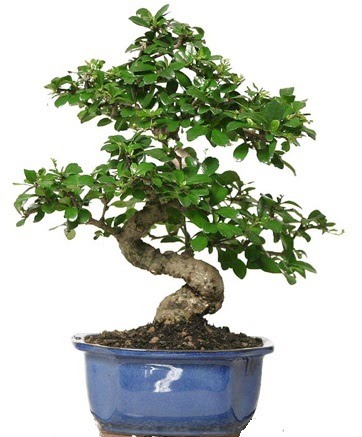 21 ile 25 cm aras� �zel S bonsai japon a�ac�  Ankaraya �i�ek yolla 