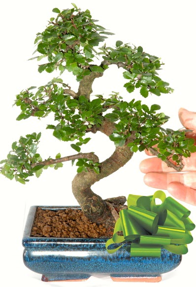 Yakla��k 25 cm boyutlar�nda S bonsai  Ankara anneler g�n� �i�ek yolla 