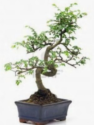 S g�vde bonsai minyat�r a�a� japon a�ac�  Ankara �i�ek , �i�ek�i , �i�ek�ilik 