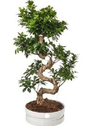 90 cm ile 100 cm civar S peyzaj bonsai  Ankara nternetten iek siparii 